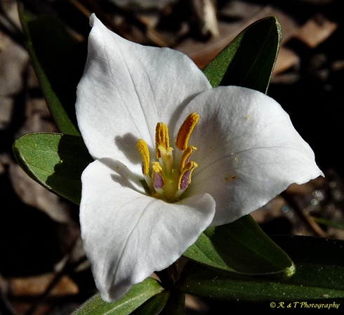 {Trillium georgianum}